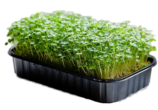 Сертификация микрозелени